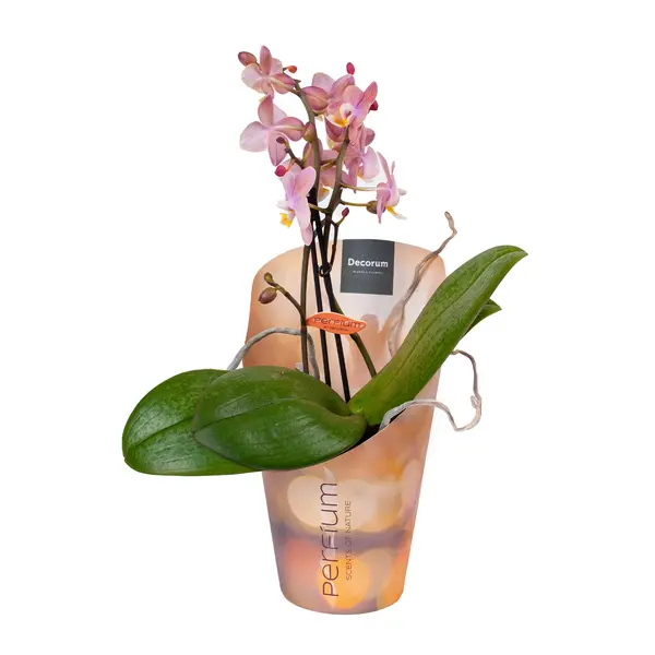 Фаленопсис ароматный Scention (орхидея) 10080 Garden City, магазин комнатных цветов