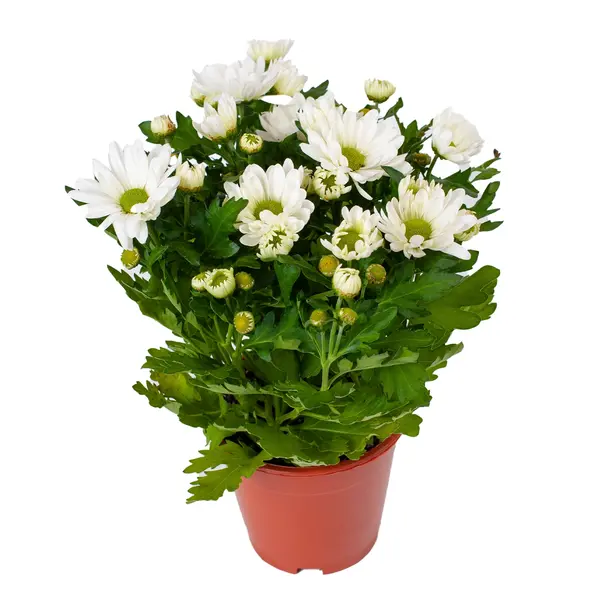 Хризантема Маргаритка (Chrys Margarita) белая 2595 Garden City, магазин комнатных цветов