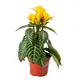 Афеландра (Aphelandra squarrosa) 3840 Garden City, магазин комнатных цветов