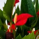 Антуриум Миллион цветов красный (Anthurium Million Flowers Red) 17085 Garden City, магазин комнатных цветов