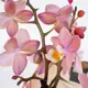 Фаленопсис ароматный Scention (орхидея) 10080 Garden City, магазин комнатных цветов